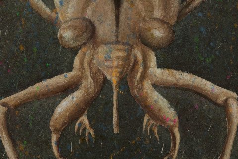 Cicada