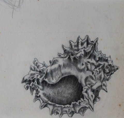 Conch Shell