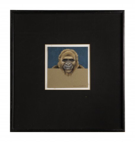 Pappy (Gorilla Over and Above study)