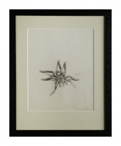 Tarantula