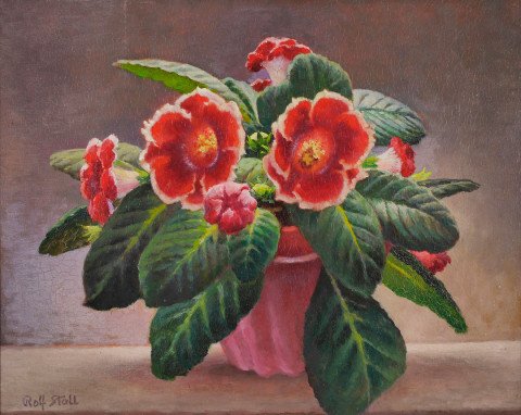 Begonias by Rolf Stoll