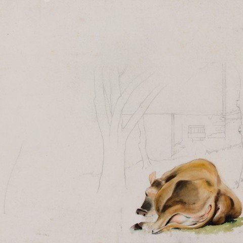 Study for “The Patient Cow”