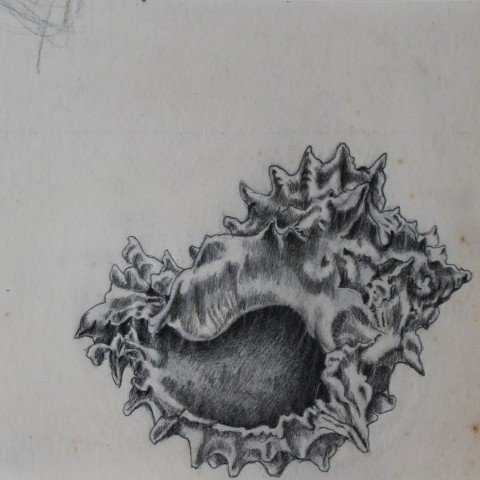 Conch Shell