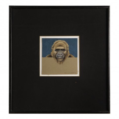 Pappy (Gorilla Over and Above study)