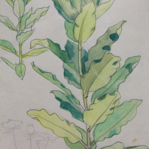 Plant Study