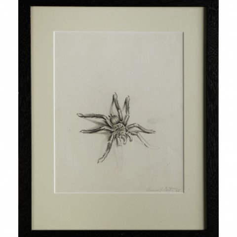 Tarantula