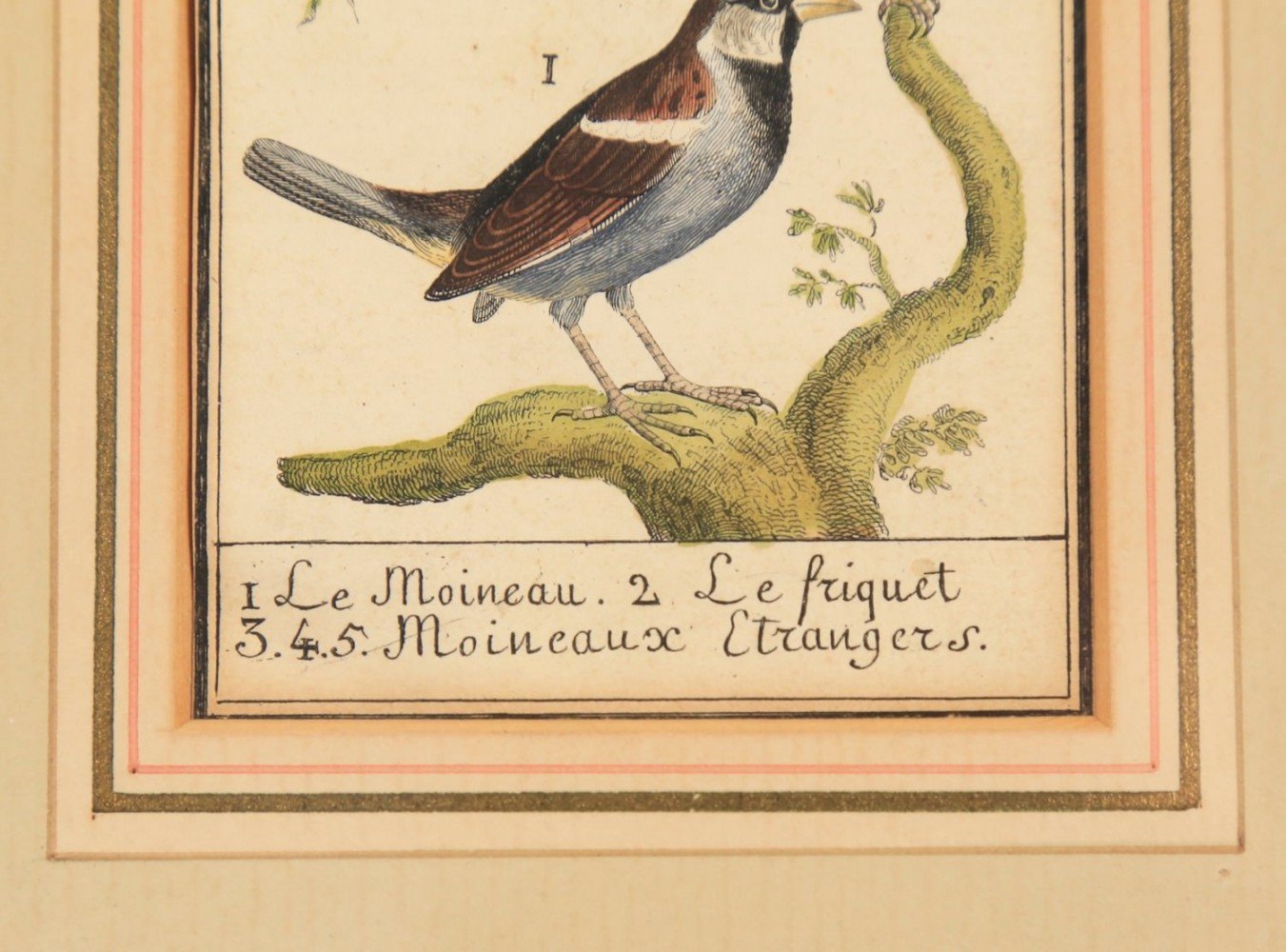 Two 18thc. Ornithological Prints
