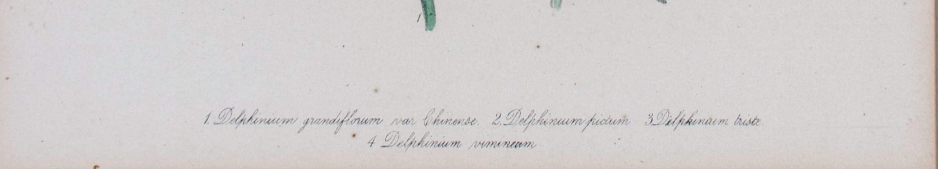 Three Hand colored Botanical prints Delphinium, Aquilegia, Matthiola