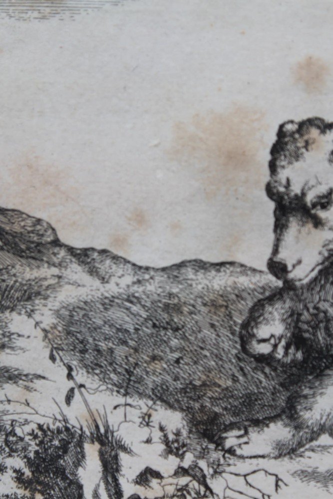 Antique Engraving of a Bear