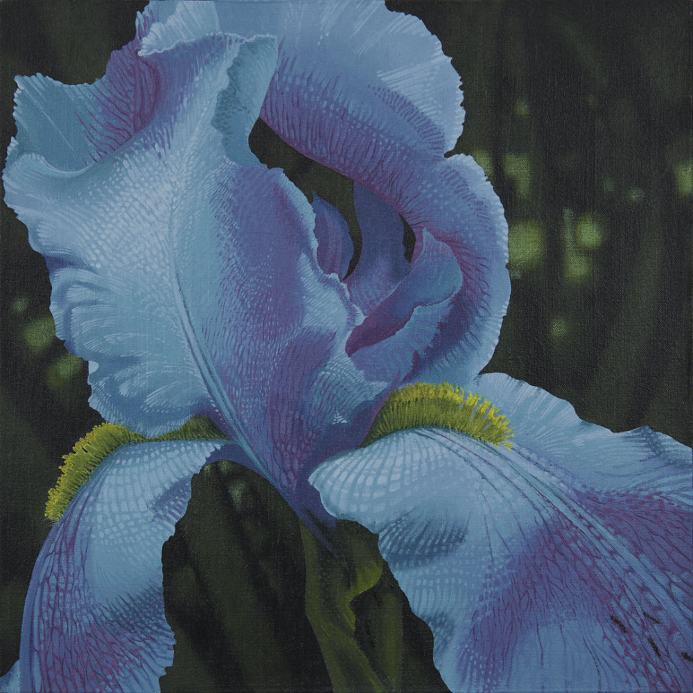 Iris Transient by Dean Drahos