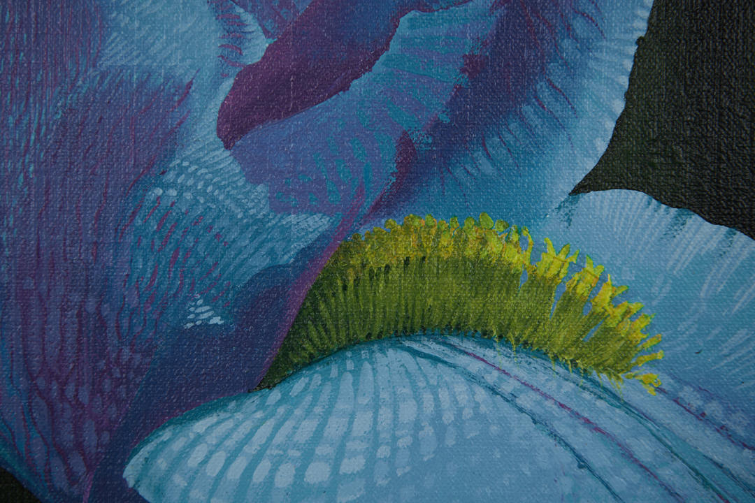 Iris Transient by Dean Drahos