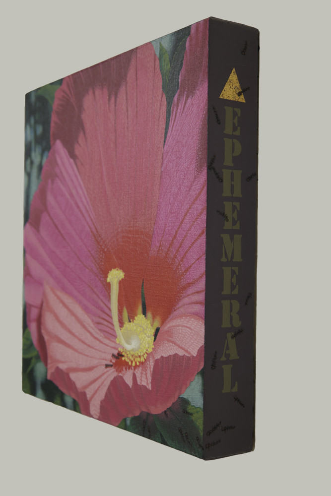 Rose Mallow Ephemeral by Dean Drahos