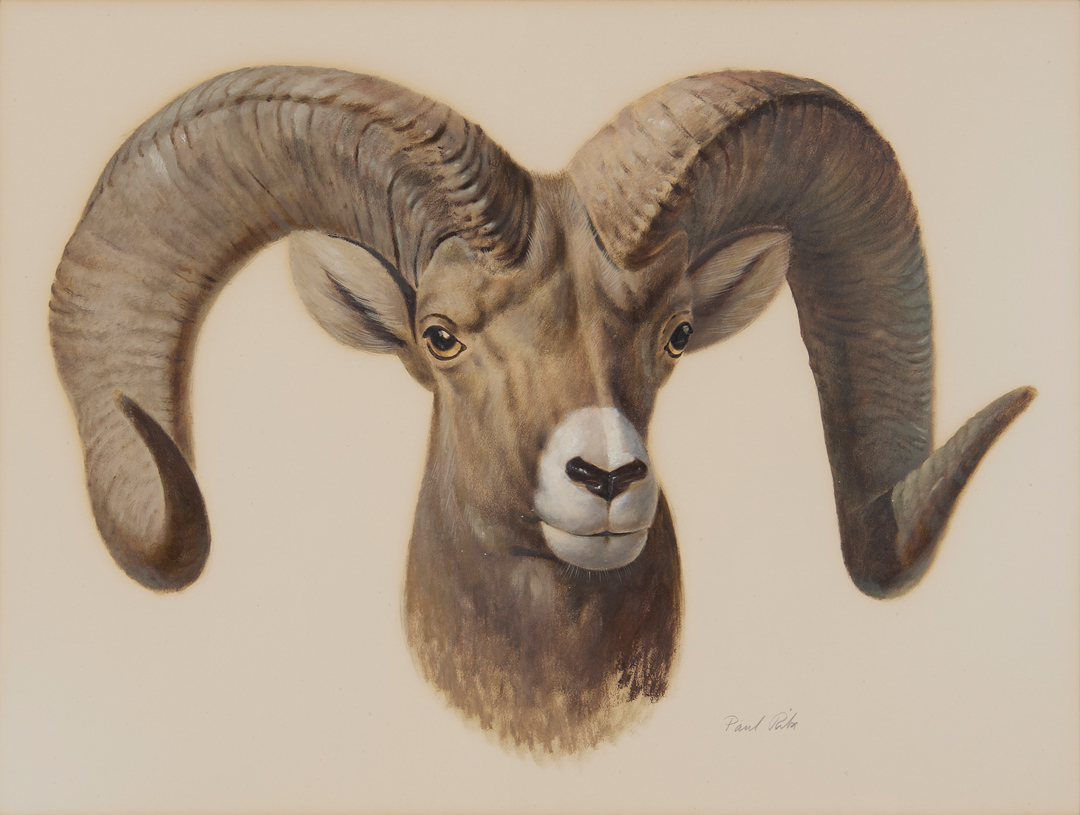 Bighorn Sheep by Paul Riba