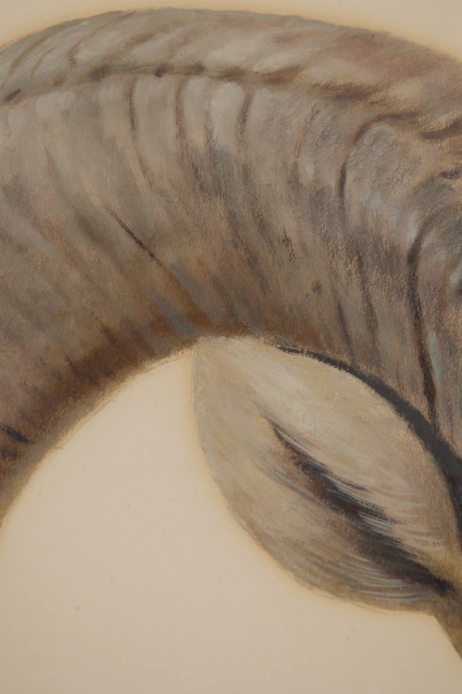 Bighorn Sheep by Paul Riba