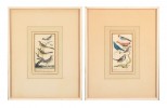 Two 18thc. Ornithological Prints