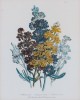 Three Hand colored Botanical prints Delphinium, Aquilegia, Matthiola