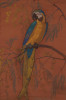 Parrot by August Frederick Biehle