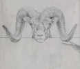 Animal Graphite on Paper Drawing Sketch: 
