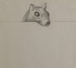 Abstract Animal Graphite on Gray Paper Drawing: 