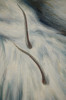 Over and Above No. 17 by Clarence Holbrook Carter