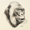 Kiska(American 20thc.) Gorilla