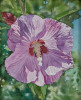 Rose of Sharon 1 by George Mauersberger