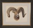 Bighorn Sheep by Paul Riba