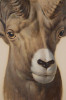 Bighorn Sheep by Paul Riba