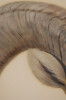 Bighorn Sheep by Paul Riba