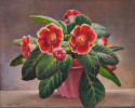 Begonias by Rolf Stoll