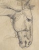 Sketches of Horses by William Sommer